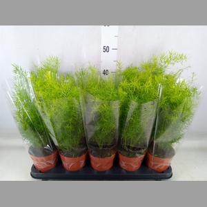 Asparagus dens. 'Sprengeri'
