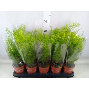 Asparagus dens. 'Sprengeri'