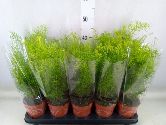 <h4>Asparagus dens. 'Sprengeri'</h4>