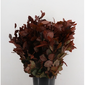 FAGUS BEUK ABS RED 250GR