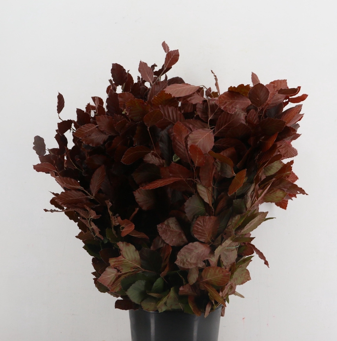 <h4>FAGUS BEUK ABS RED 250GR</h4>