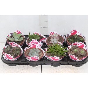 SUCULENTAS VARIADAS ESPECIAIS C13