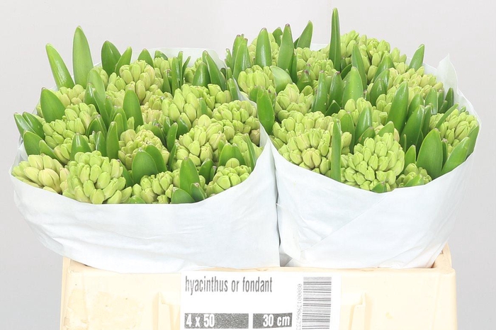 <h4>Hyac Fondant</h4>