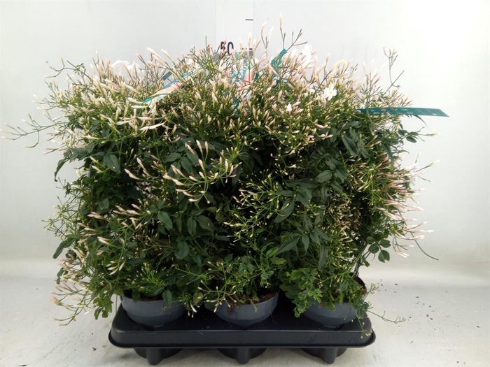 <h4>Jasminum polyanthum</h4>