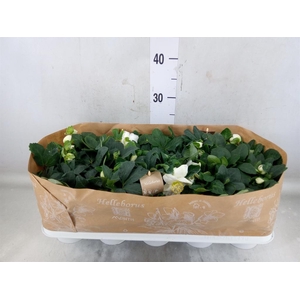 Helleborus niger 'Christmas Carol'