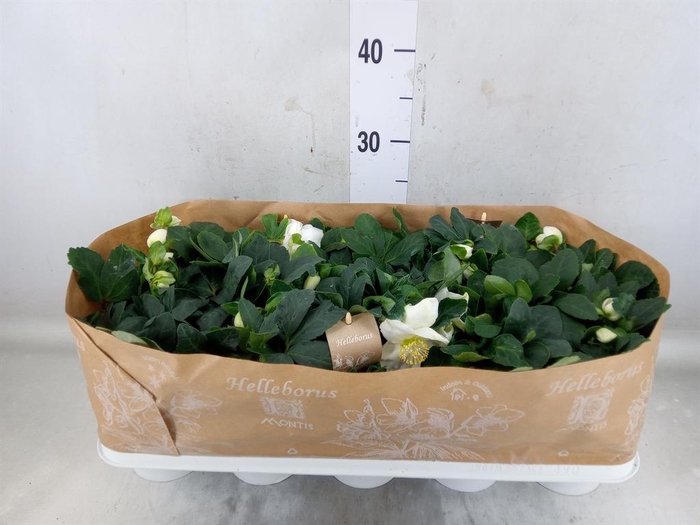 <h4>Helleborus niger 'Christmas Carol'</h4>