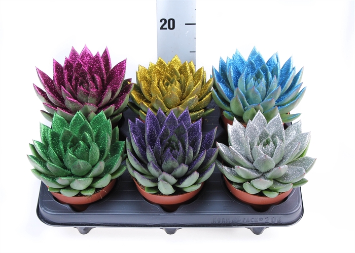 <h4>Echeveria  'Miranda'</h4>