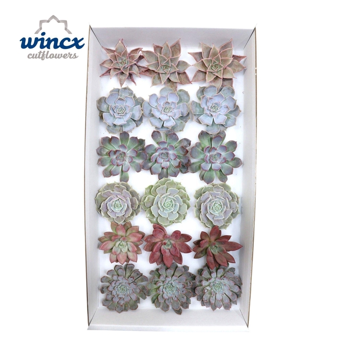 <h4>Echeveria Love Mix (wincx) Cutfl ( 6 Spcs)</h4>