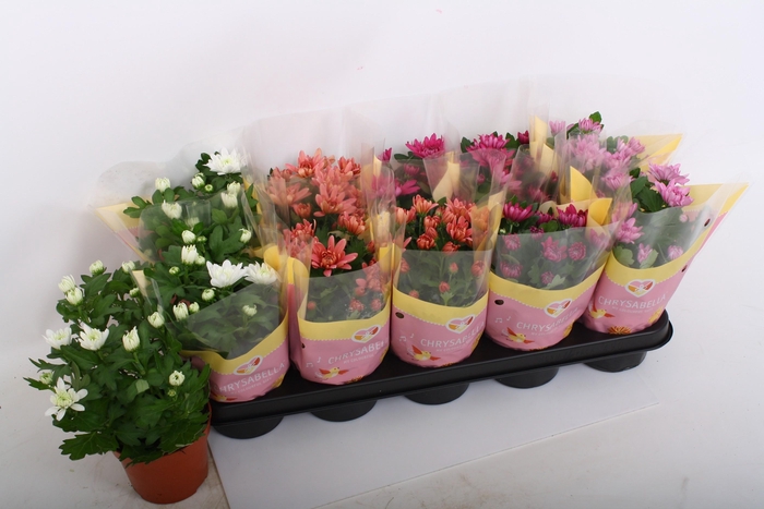 <h4>CHRYS GEVULDBL GEM</h4>