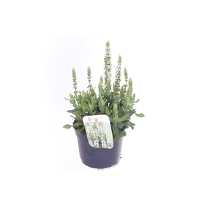 Salvia nemorosa Sensation White
