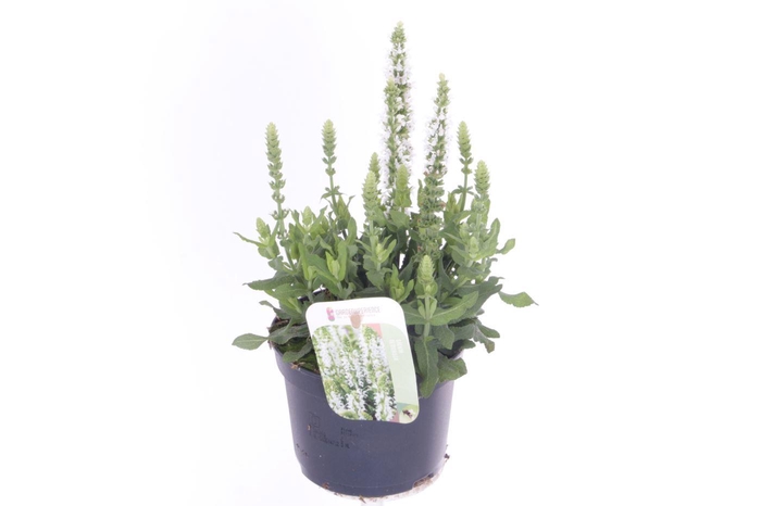<h4>Salvia nemorosa Sensation White</h4>