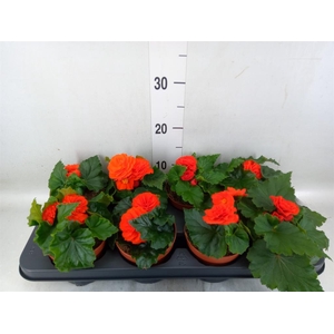 Begonia tuber.   ...