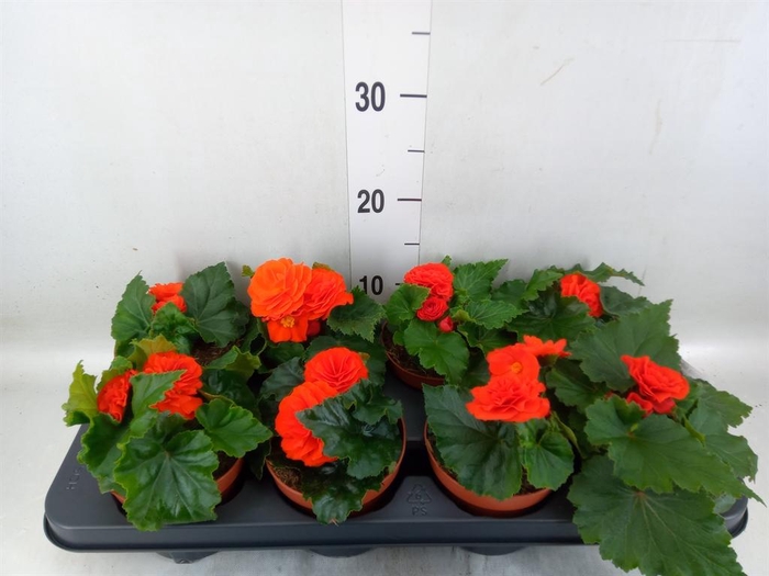 <h4>Begonia tuber. ...</h4>