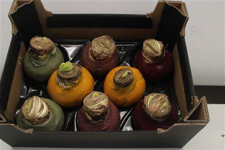 Amaryllis Mix Autumn