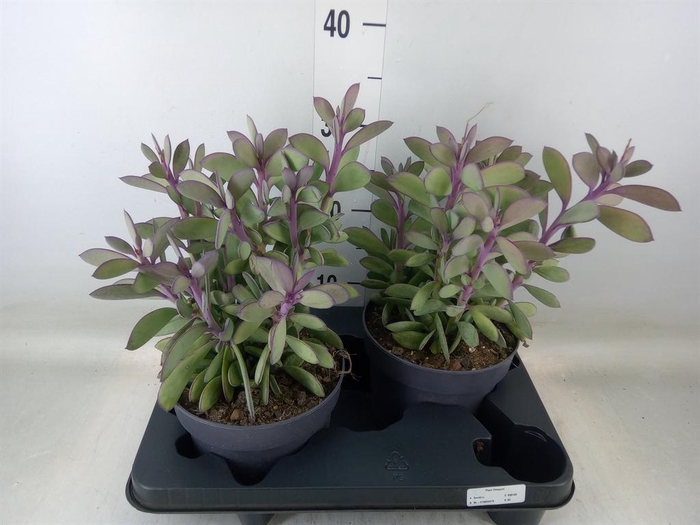 <h4>Senecio ...</h4>