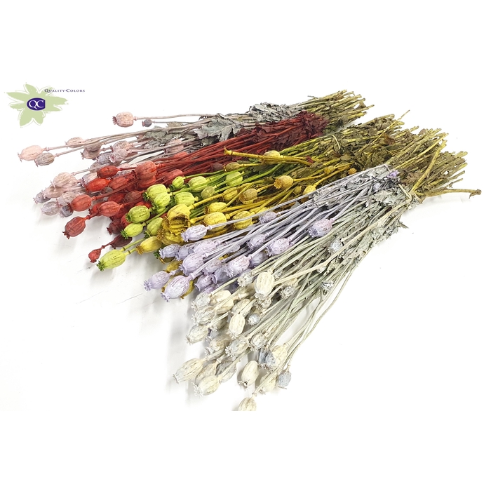 <h4>Papaver per bunch Mixed colours</h4>