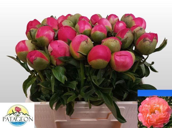 <h4>PAEO CORAL SUNSET</h4>