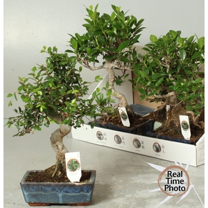 BONSAI GEM