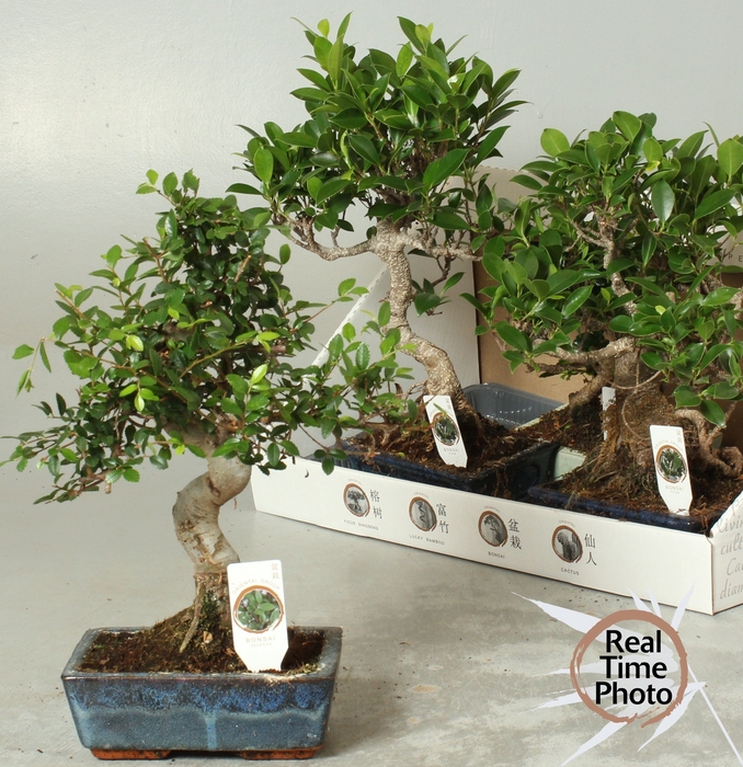 <h4>BONSAI GEM</h4>