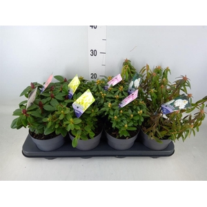 Rhododendron   ...dwarf shapes