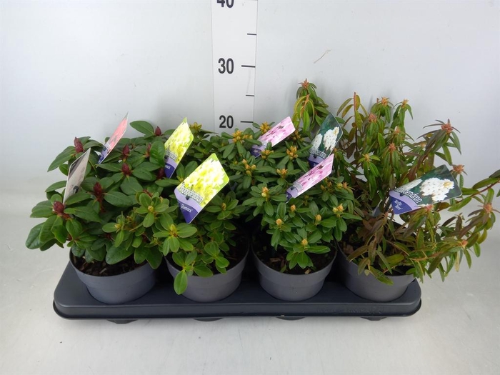 <h4>Rhododendron   ...dwarf shapes</h4>