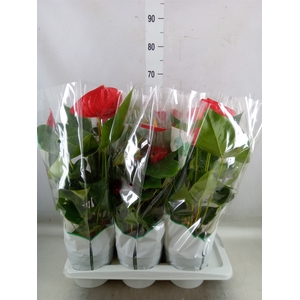 Anthurium andr. 'Madural'