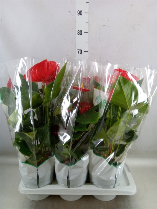 <h4>Anthurium andr. 'Madural'</h4>