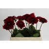 Dahlia Red Runner