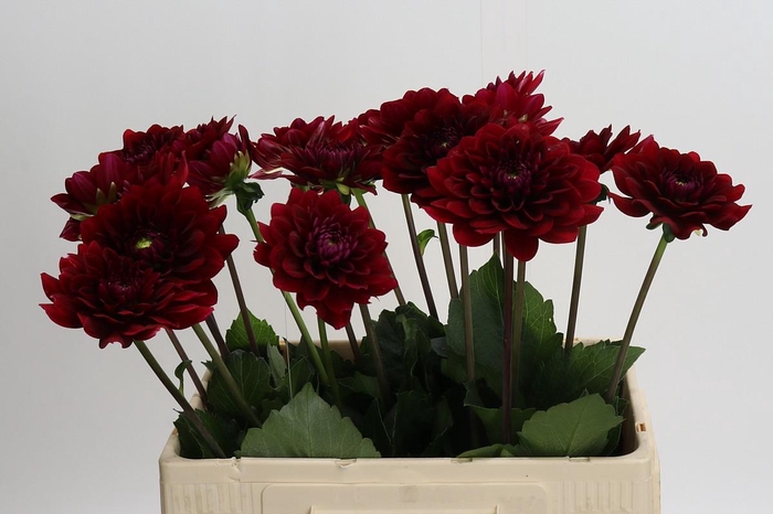 <h4>Dahlia Red Runner</h4>
