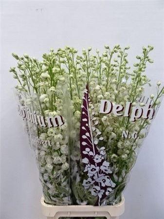 <h4>Delph Du Dewi Rocket</h4>