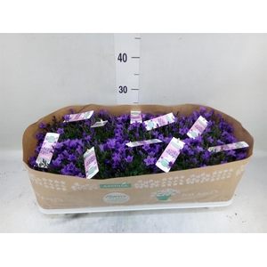 Campanula porten. 'Ambella In Prpl'