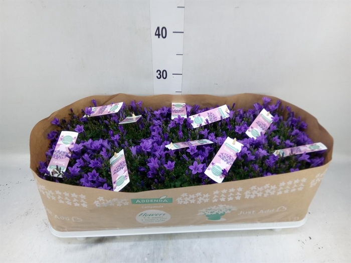 <h4>Campanula porten. 'Ambella In Prpl'</h4>