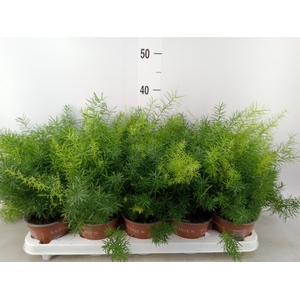 Asparagus dens. 'Sprengeri'