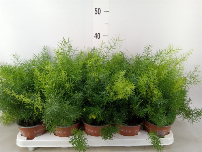 <h4>Asparagus dens. 'Sprengeri'</h4>