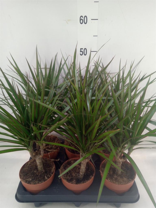 <h4>Dracaena marg.</h4>