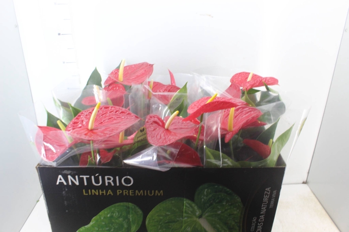 <h4>ANTHURIUM MICHIGAN P17 PREMIUM</h4>