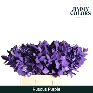 Ruscus L60 Klbh. Purple