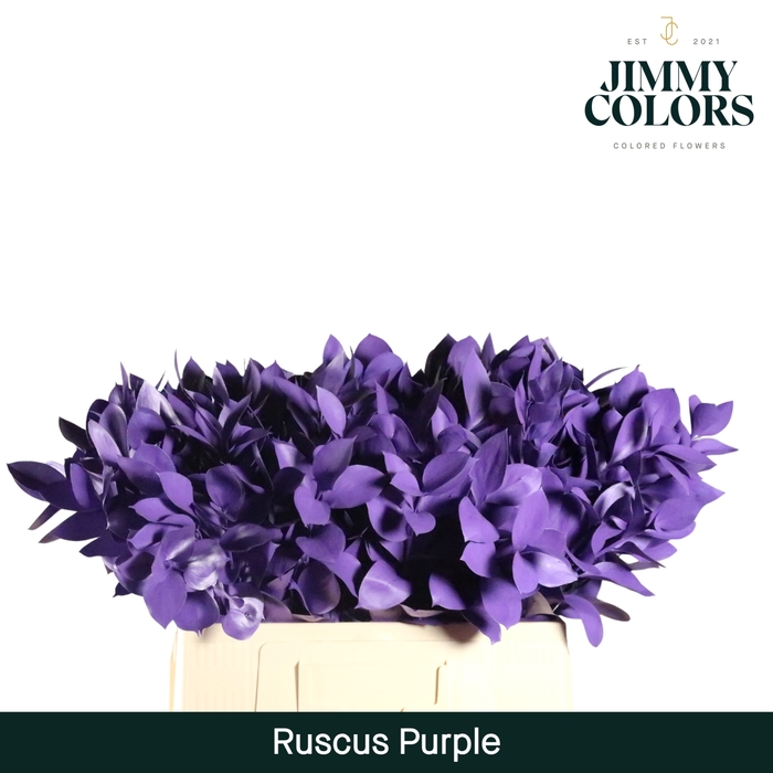 <h4>Ruscus L60 Klbh. Purple</h4>