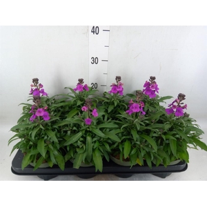 Erysimum  'Leya Purple Glow'