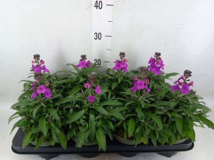 <h4>Erysimum  'Leya Purple Glow'</h4>