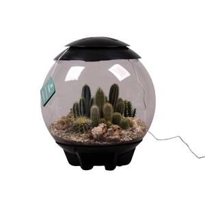 Terrarium XXL Exclusive zwart met Cactussen