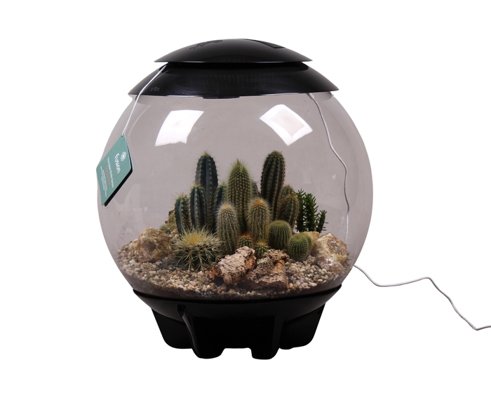 <h4>Terrarium XXL Exclusive zwart met Cactussen</h4>