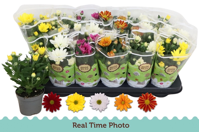 <h4>CHRYS GEM 5 KL</h4>