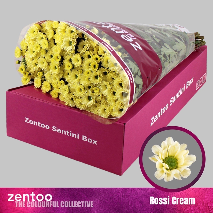 <h4>Chrysanthemum SA 'Rossi Cream'</h4>