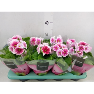 Primula obcon. 'Touch Me Red White'