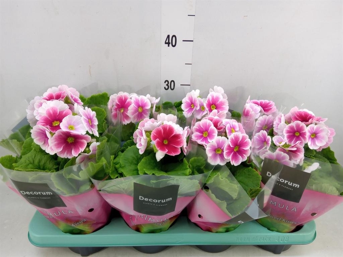 <h4>Primula obcon. 'Touch Me Red White'</h4>