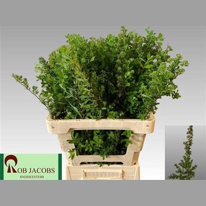 Spiraea Nip Snowmound