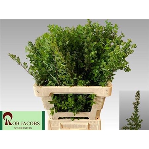 Spiraea Nip Snowmound