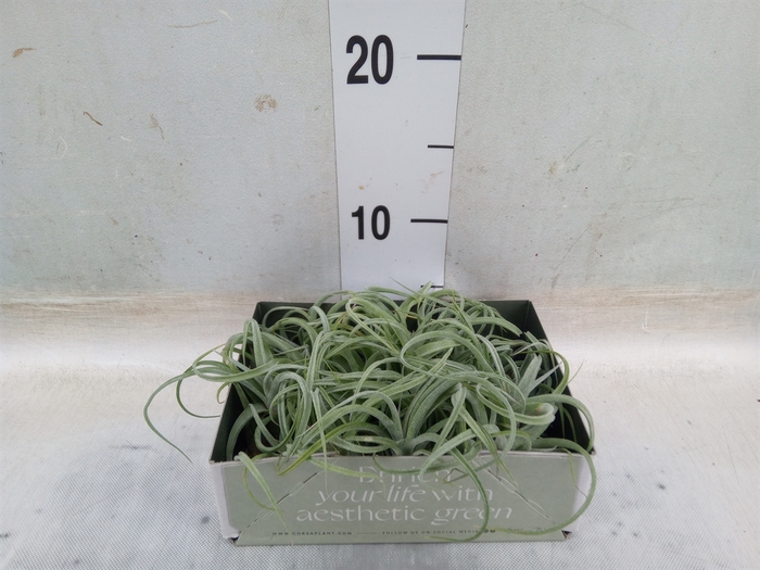 <h4>Tillandsia</h4>