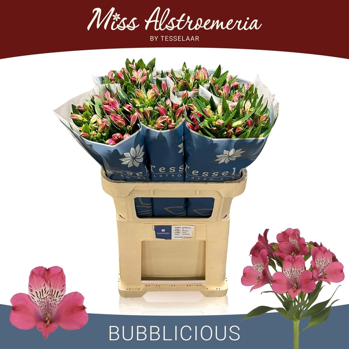 <h4>ALSTR BUBBLICIOUS</h4>